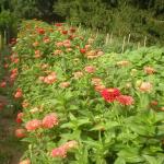 Row of zinnia "Benary Giant", a staple in the farm market bouquets.