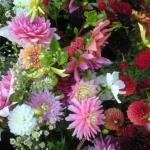 Dahlias-cactus, pom-pom, quilled, water lily types, huge color ranges.