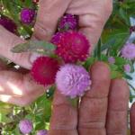 Hands at work-comparing varieties of gomphrena.  They add a bright punch of color to bouquets and arrangements.